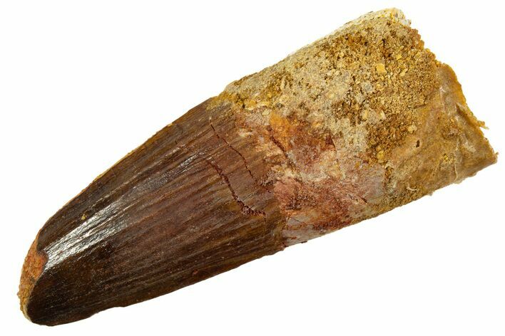 Fossil Spinosaurus Tooth - Feeding Worn Tip #344520